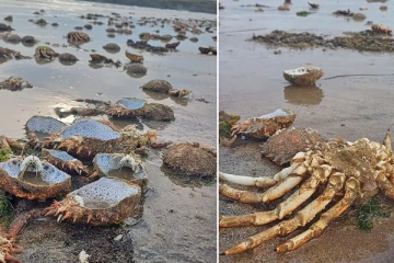 பிரித்தானிய கடற்கரை ஒன்றில் கரை ஒதுங்கிய ஆயிரக்கணக்கான நண்டுகள்