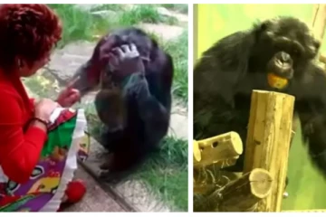 கிங்காங் பாணியில் மனித குரங்குடன் காதல் செய்த பெண்ணுக்கு  கிடைத்த தண்டனை