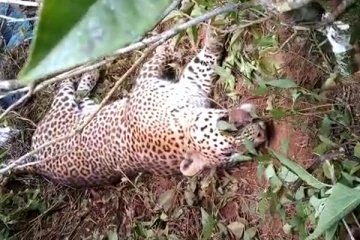 உயிரிழந்த நிலையில் ஆறு அடி நீளமான சிறுத்தை புலி மீட்பு(Photos)