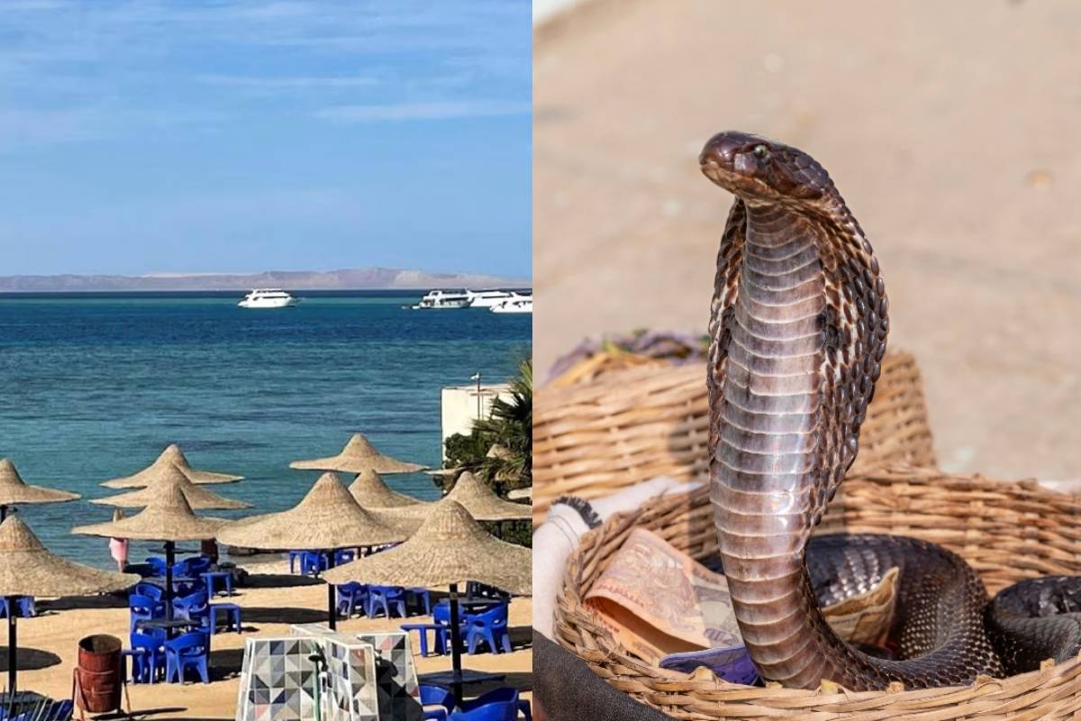 வெளிநாடு சுற்றுலாவின்போது பாம்பு வித்தை பார்க்கச் சென்ற ஜேர்மானியர் பலி | German Tourist Dies By Snake Bite Egypt