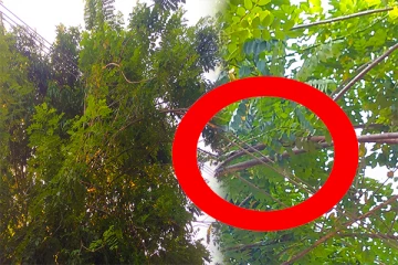 வவுனியா மின்சார சபையின் அலட்சிய போக்கு- அச்சத்தில் மக்கள்