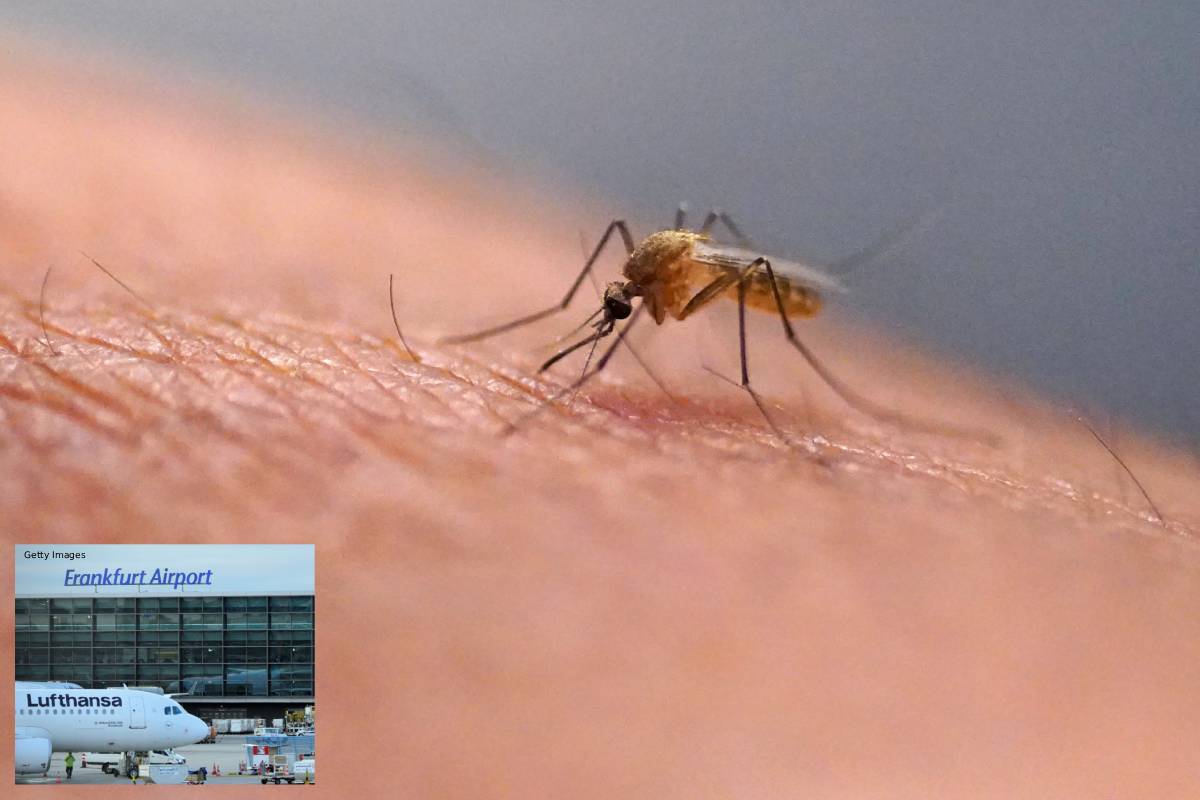 German airport worker dies after mosquito bite