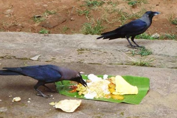 தினமும் காலையில் காகத்திற்கு இதை மட்டும் கொடுங்கள்