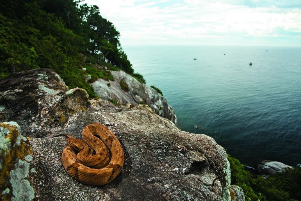மிரள வைக்கும் பாம்பு தீவு; எங்கே உள்ளது தெரியுமா? | Do You Know Where The Terrifying Snake Island Is