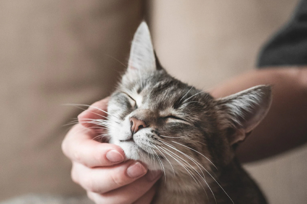 பூனையால் பறிபோன தாயின் உயிர்! | Mother Of Three Who Was Killed By A Cat