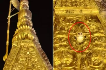 தங்க கோபுரத்தில் வெள்ளை ஆந்தை.. காசி விஸ்வநாதர் கோயிலில் நடந்த அதிசயம்