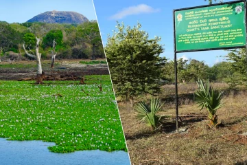 யால வனாந்தரப் பகுதியில் பாரியளவான கஞ்சா பயிர்ச்செய்கை அழிப்பு