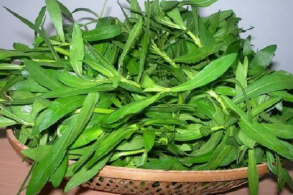 அதிக யூரியா இருந்தால் இந்த உணவுகளை தவிர்க்க வேண்டுமாம் | These Foods Should Be Avoided Are High In Urea