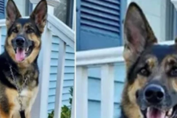 திடீரென மயங்கி விழுந்த எஜமான்; வளர்ப்பு நாயின் பாசமிகு செயல்