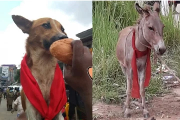 බල්ලන්ට හා බූරුවන්ට සාටක පලන්දයි..අලුත්ම සෙල්ම මෙන්න.(PHOTOS)