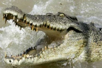 முதலை தாக்கிய சிறுவன் சடலமாக மீட்பு