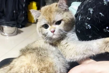 பூனையால் நேர்ந்த விபரீதம்.. தீப்பற்றி எரிந்த வீடு - ரூ.11 லட்சம் மதிப்புள்ள பொருட்கள் நாசம்!