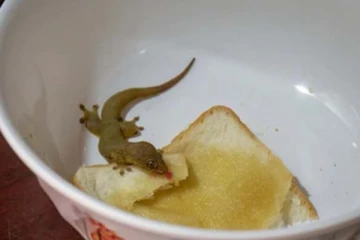 பல்லி விழுந்த உணவு விஷமாகுமா? பலரும் அறியாத அதிர்ச்சி உண்மை இதோ