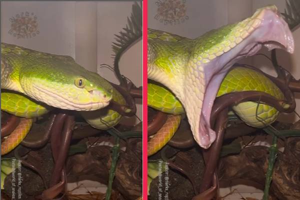 pit viper பாம்பு கொட்டாவி விடுவதை பார்த்ததுண்டா? மெய்சிலிர்க்கும் வைரல் காட்சி! | Rare Sight Of A Pit Viper Snake Yawning Video