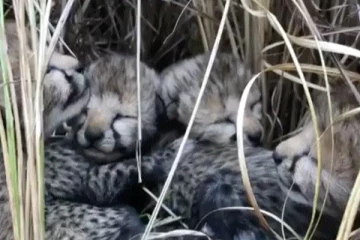 වසර 70කට පසු අසල්වැසි රටේ සිදුවූ අපූරු උපත...