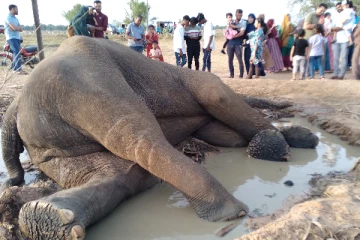எட்டு நாட்களாக உயிருக்கு போராடிய யானை உயிரிழப்பு; பிரதேசவாசிகள் கவலை