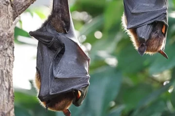 வௌவால்களுக்கு பரவும் புதிய கொரோனா வைரஸ்:திரிபடைந்தால் மனிதர்களுக்கு ஆபத்து