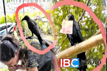 இலங்கையில் இப்படியும் ஒரு சம்பவம் : பணத்தை திருடிச் செல்லும் காகம்