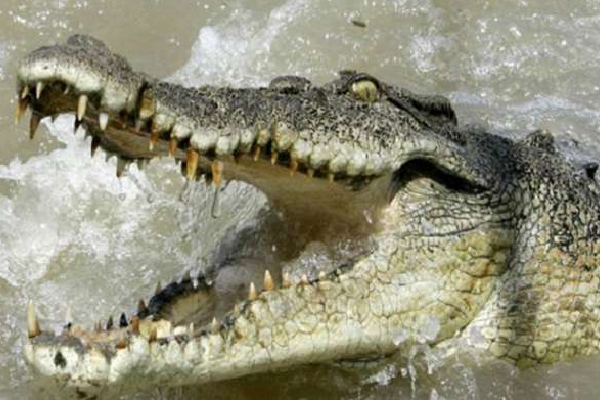 முதலை தாக்கிய சிறுவன் சடலமாக மீட்பு | Boy Attacked By Crocodile Rescued As Dead Body
