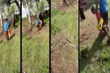 யானை தும்பிக்கை பிடியில் சிக்கிய மகன் - ஒரு நொடியில் உயிரை காப்பாற்றிய தந்தை - வைரலாகும் வீடியோ