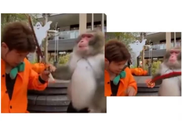 பதம் பார்த்து பட்டுன்னு இளைஞர் தலையில் அடித்த குரங்கு - சிரிக்க வைக்கும் வைரல் வீடியோ