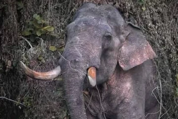 'අග්බෝ' සොයාගැනීම ගැන සජිත්ගෙන් හමුදාවට සහ වනජීවී නිලධාරීන්ට සුබපැතුම්
