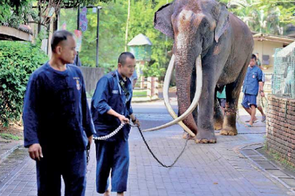 முத்துராஜாவால் இலங்கைக்கு பெரும் அபகீர்த்தி ! | Sri Lanka Is A Big Disgrace By Muthu Raja Elephant