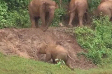 குட்டி யானைக்காக களத்தில் இறங்கிய தாய்.... இதயத்தை நெகிழ வைத்த காட்சி!