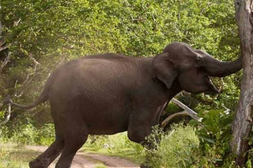 உறங்கிக் கொண்டிருந்த பாட்டிக்கும் பேத்திக்கும் நேர்ந்த சோகம்
