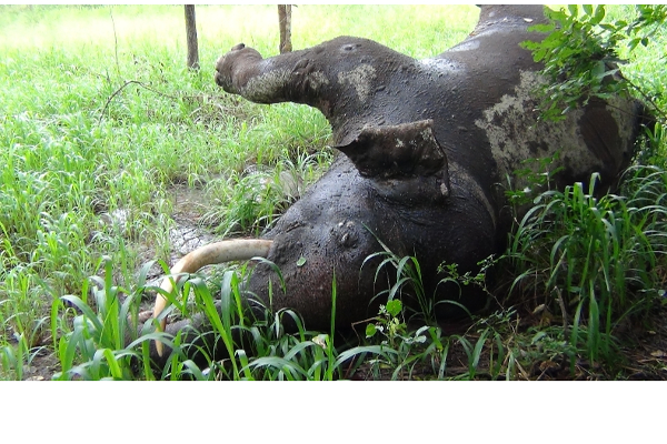 புத்தளத்தில் 2 கொம்பன் யானைகள் மின்சார வேலியில் சிக்கி பலி | 2Elephants Stuck Electric Fence And Died Puttalam
