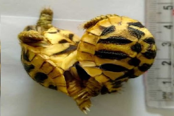 இரட்டை நட்சத்திர ஆமைகளை மீட்ட கால்நடை மருத்துவப்பிரிவினர் | Rescued The Double Star Tortoises