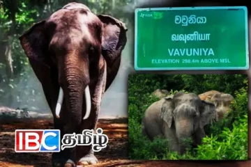 வவுனியா நகருக்குள் நுழைந்த யானை - உடமைகள் சேதம்: மக்கள் பீதி