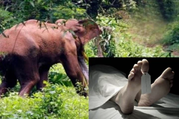 யானை தாக்கி உயிரிழந்தவருக்கு கொரோனா தொற்று உறுதி!