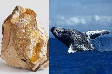 மதிப்பு வாய்ந்த திமிங்கில விளைப்பொருளை கடத்த முயன்ற நால்வர் கைது