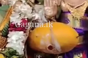 අඹ ගෙඩියක වටිනාකම ලක්ෂ දෙකහමාරක්. - වෙන කොහෙවත් නෙවෙයි මේ ලංකාවේ.