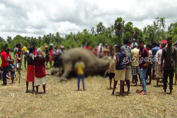 புத்தளத்தில் சடலமாக மீட்கப்பட்ட கொம்பன் யானை | A Elephant Died Sembuvewa Area Of Puttalam