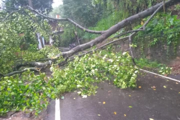 விகாரைக்கு அருகில் முறிந்து விழுந்த பாரிய மரம் ; போக்குவரத்து தடை