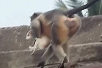 நாய்குட்டிகளை கொல்லும் குரங்குகள்... அடிக்கடி ஏற்படும் சம்பவத்தால் அதிர்ச்சியில் ஊர் மக்கள்; காரணம் என்ன?