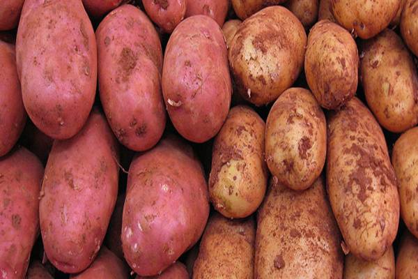 சிவப்பு அல்லது வெள்ளை இந்த இரண்டு உருளைக்கிழங்கில் எது அதிக நன்மை தரும்? | Which Potato Is More Beneficial Red Or White
