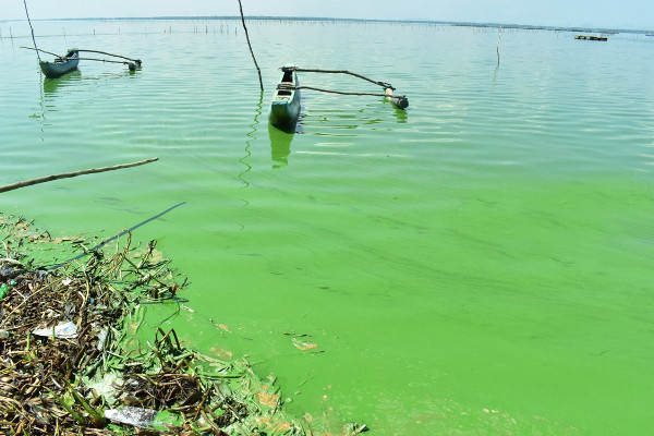 நிறம் மாறி வரும் மட்டக்களப்பு வாவி! | A Green Army Spread Across Vavi