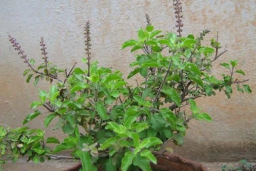 காய்ந்த துளசி செடியை உடனே தூக்கி எறியாதீங்க.... வீட்டில் பிரச்சினை வருமாம்