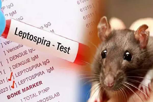 rat fever