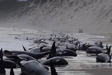 ஆஸ்திரேலியாவில் கூட்டம் கூட்டமாக கரையொதுங்கும் திமிங்கலங்கள்!