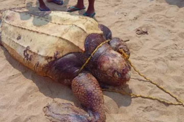 මින් පෙර දැකලා තියනවද මෙහෙම කැස්බෑවෙක්.. පානදුර වෙරළෙන් මතුවූ දාර කැස්බෑවා...