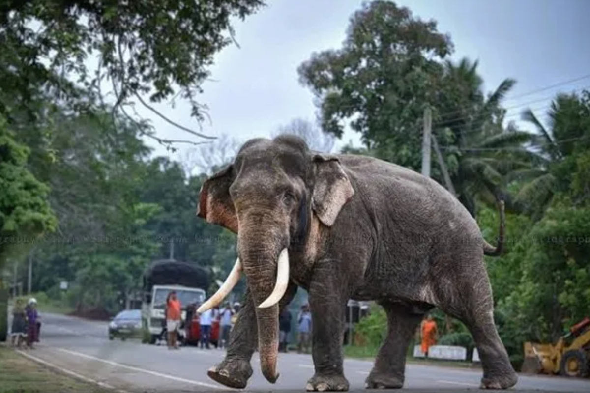 காவந்திஸ்ஸ காட்டு யானை மரணம் - அரச அதிகாரி ஒருவர் கைது | Death Of A Wild Elephant Named Kavanthissa காவந்திஸ்ஸ காட்டு யானை மரணம் - அரச அதிகாரி ஒருவர் கைது | Death Of A Wild Elephant Named Kavanthissa