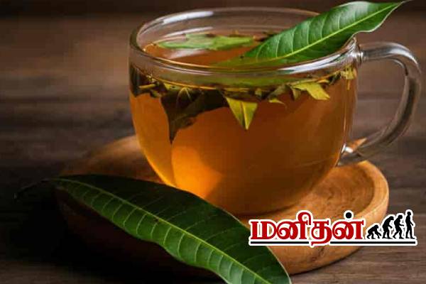 வாரத்திற்கு இரண்டு தடவை குடிங்க.. வயிறு பிரச்சினைகள் தீரும்! | Benefits Of Drinking Mango Leaves Tea
