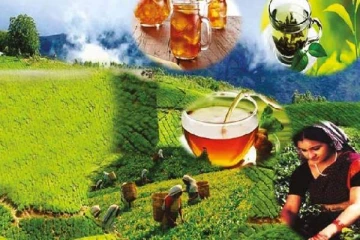 இலங்கையில் தேயிலை உற்பத்தியில் வீழ்ச்சி