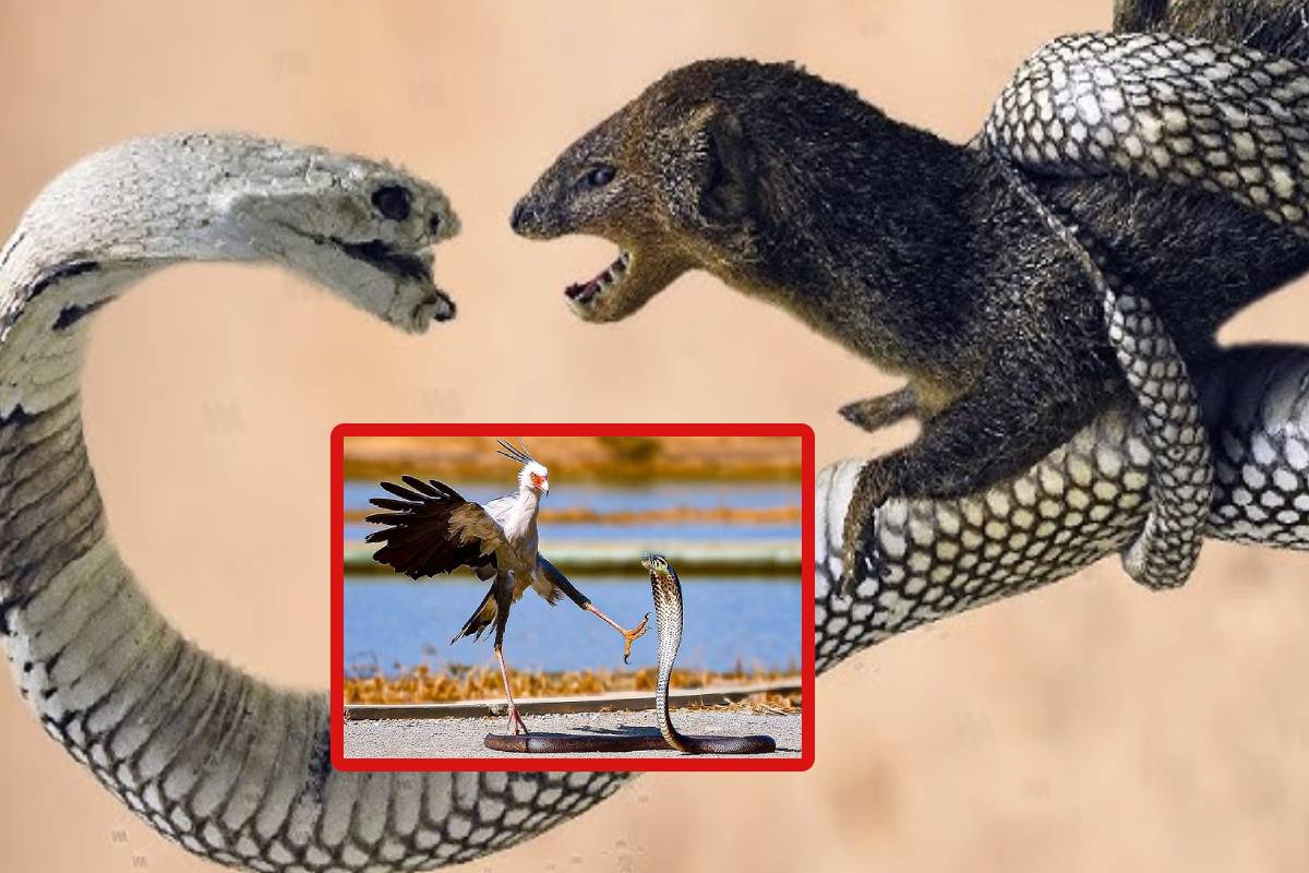 பாம்புடன் சண்டையிட்டு ஜெயிக்க கூடிய 10 விலங்குகள்! பறவைகளும் இருக்கா? | Which Animal And Birds Can Kill A Snake Easily