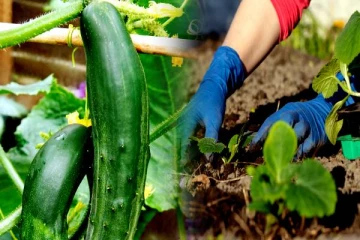 மழைக் காலத்தில் வெள்ளரி எப்படி வளர்ப்பது? தெரிஞ்சிக்கோங்க!