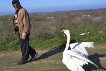 தன் உயிரை காப்பாற்றிய நபருடன் நட்புடன் பழகும் அன்னப்பறவை: 37 வருடங்களாக தொடரும் அதிசயம்